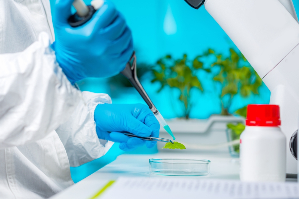 Laboratório de Genética de Plantas e Engenharia Genética